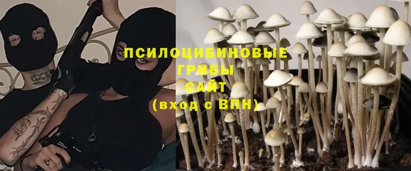 Псилоцибиновые грибы Psilocybe  наркотики  Ермолино 